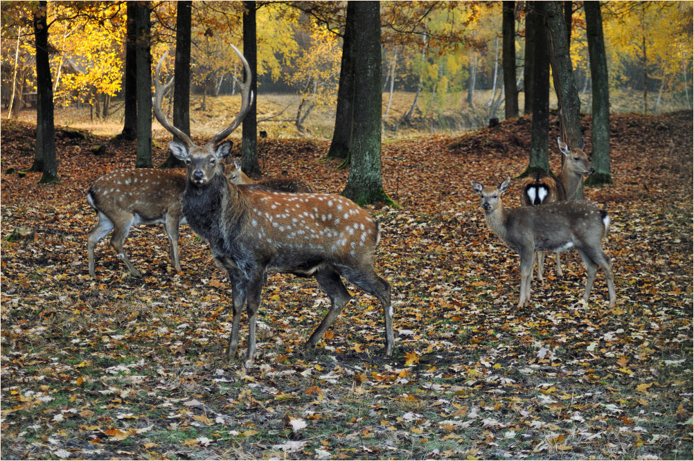Der Besitzer des Harems