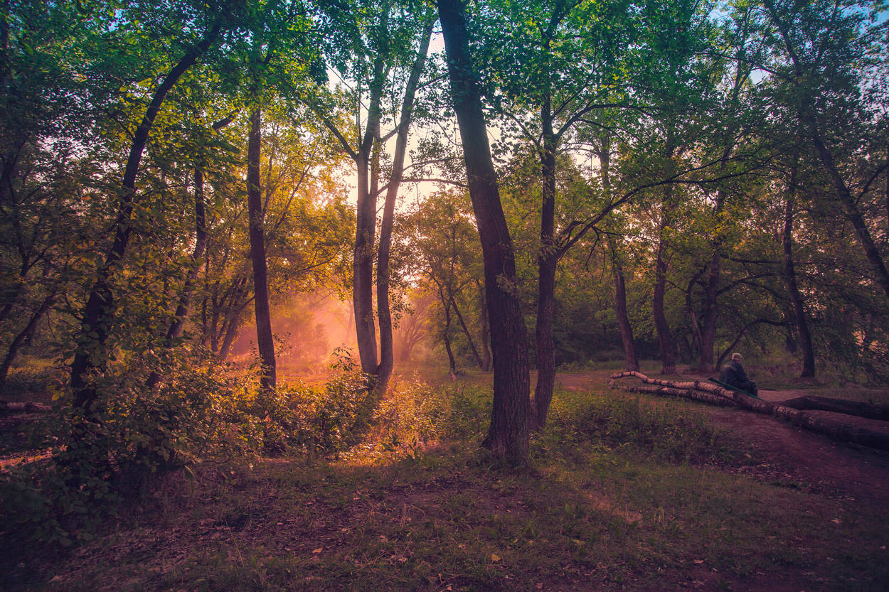 In einer Waldlichtung