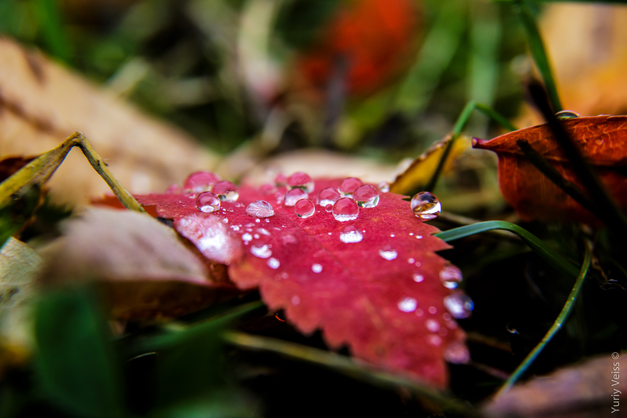 Autumn Leaf Is Crying.