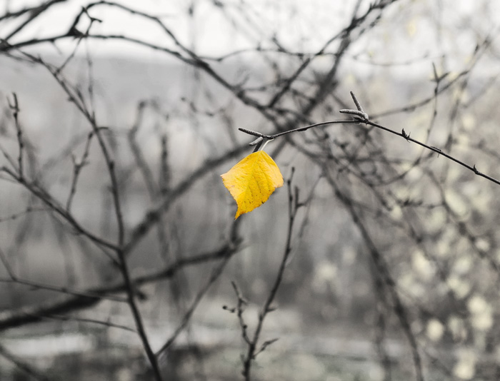 Last Leaf