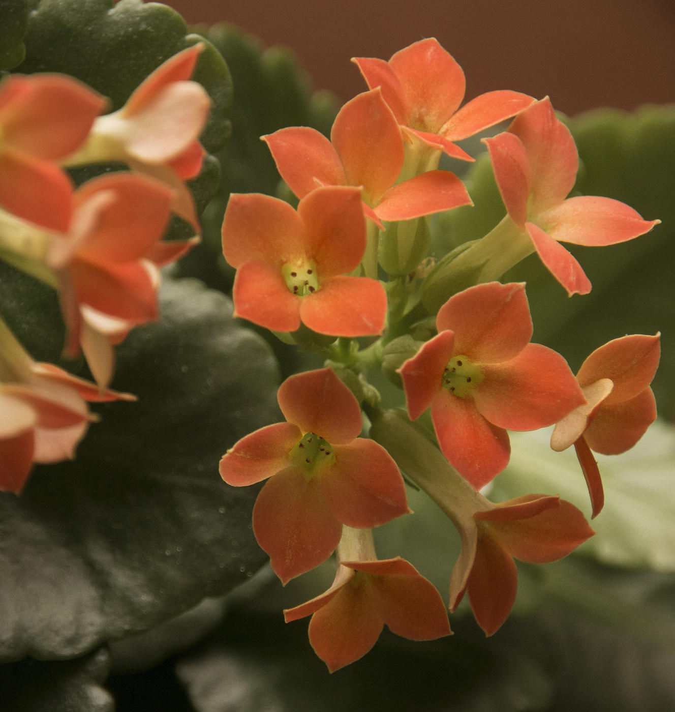 Kalanchoe