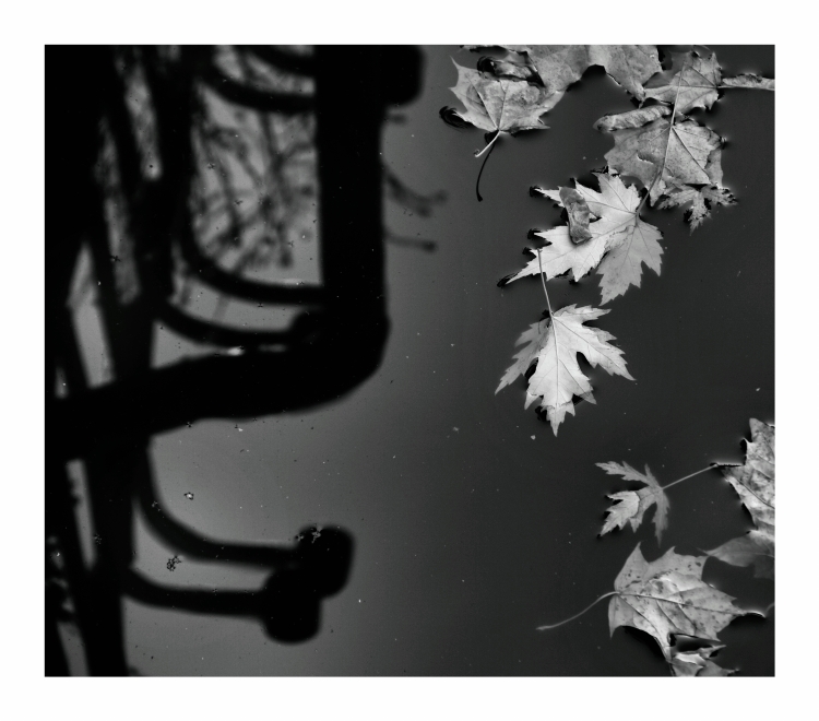 Herbst-Schwarz und Weiß.