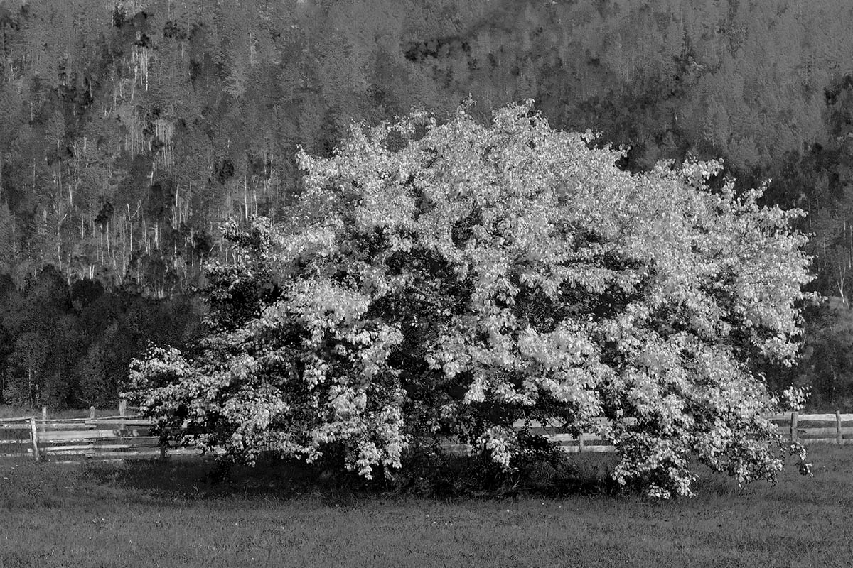 Cheremuhovo Busch im Herbst