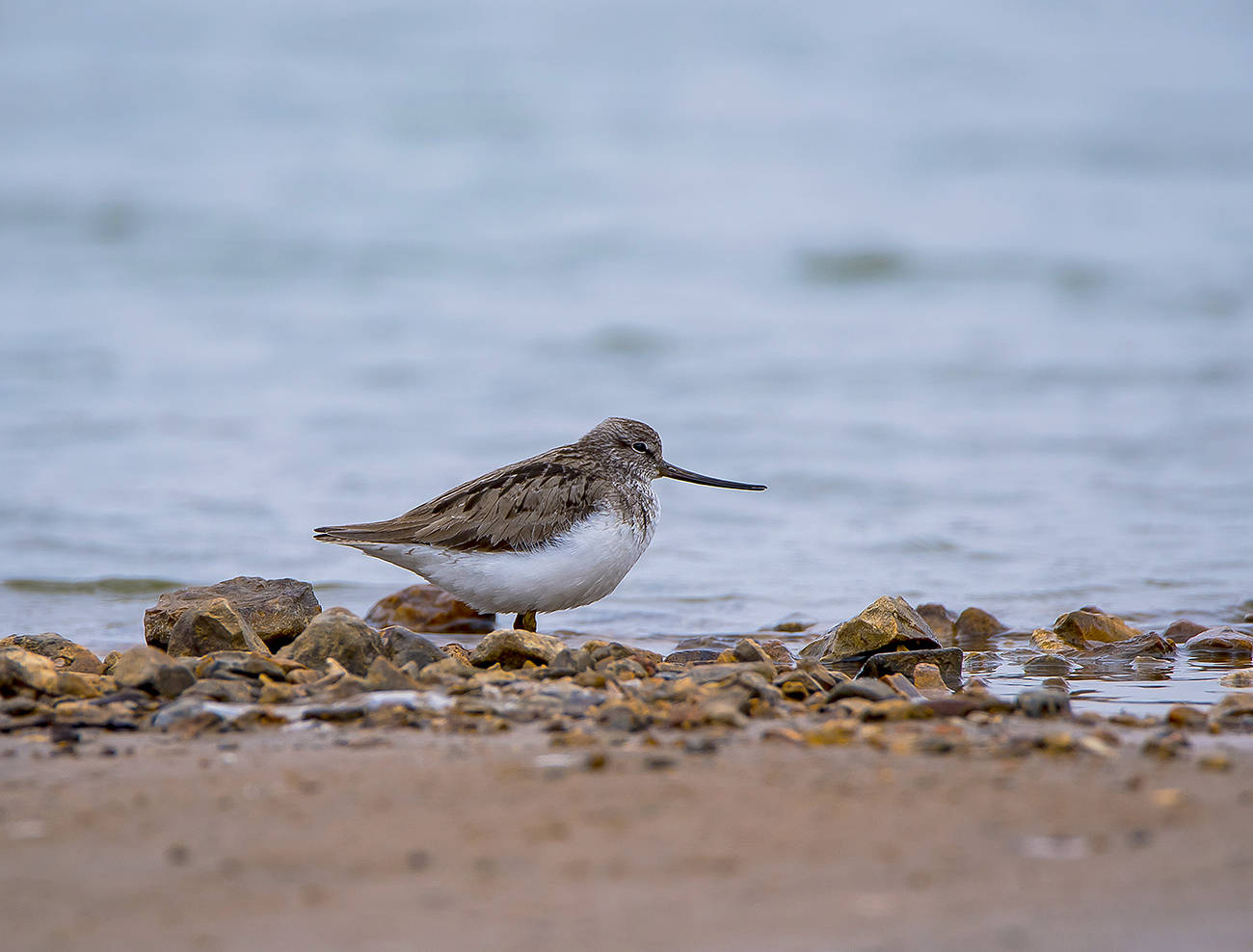 Terek Sandpiper
