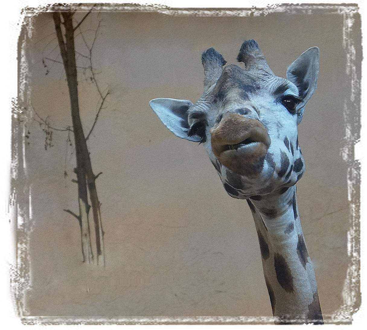 Genosse interessieren ...