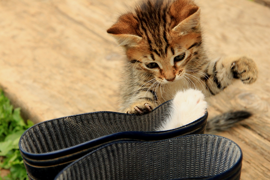 Leopold, komm heraus, Feiglinge!