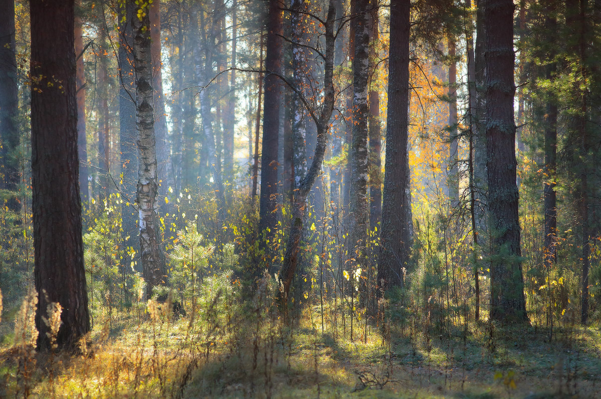 Im Morgenlicht getaucht