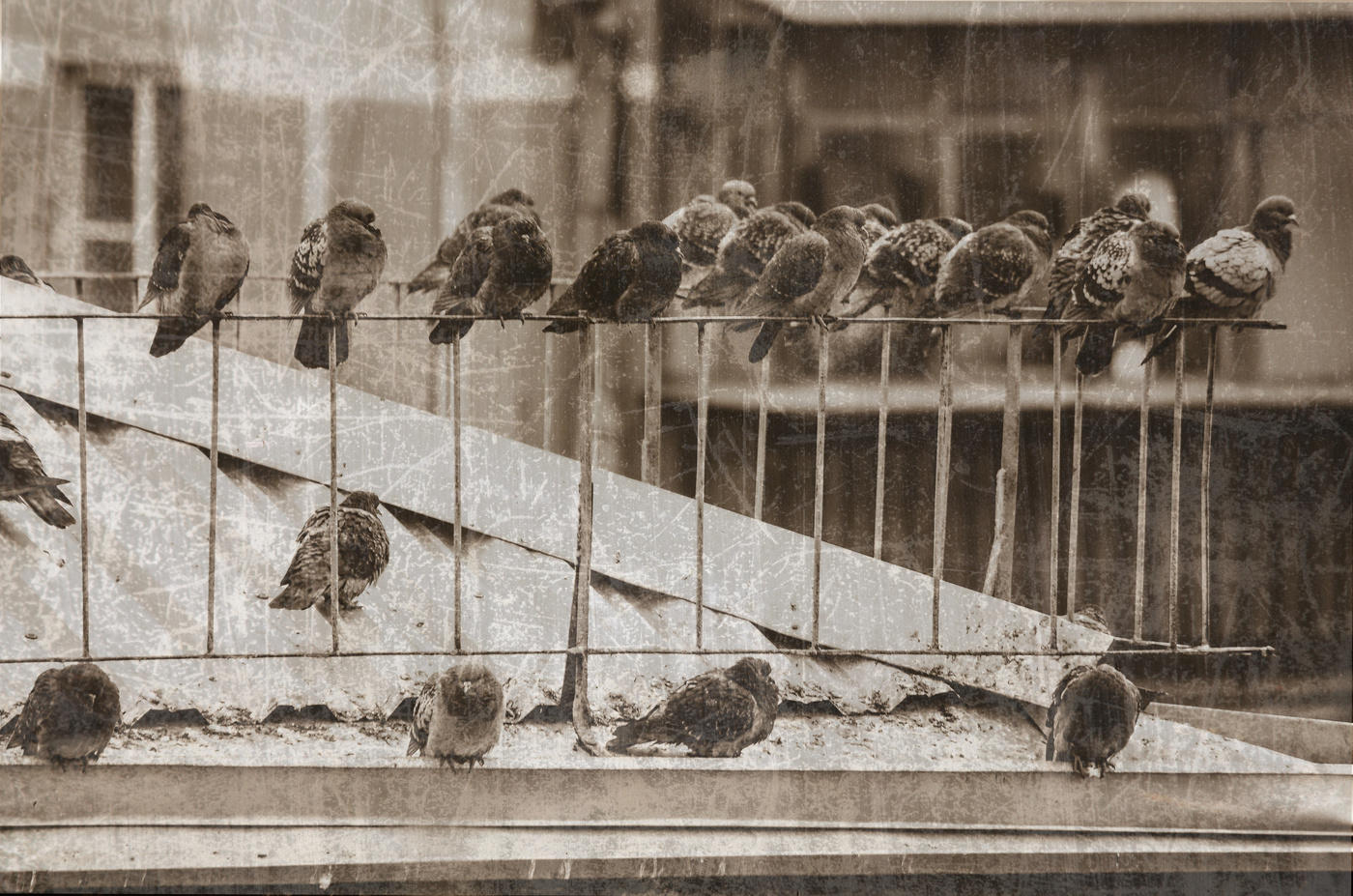 Pigeons