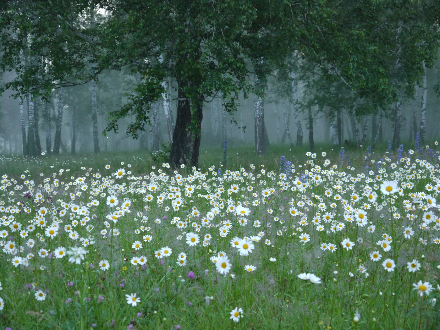 Der Morgen des Iwan Kupala