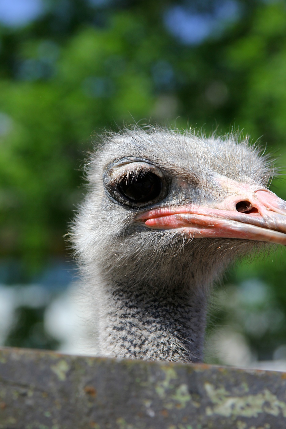 Neugierig Vogel Strauß.