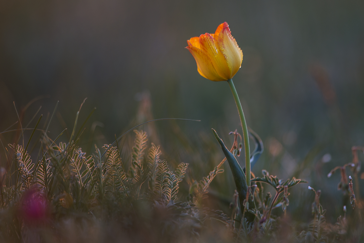 "Steppe Tulip" (vormittags)