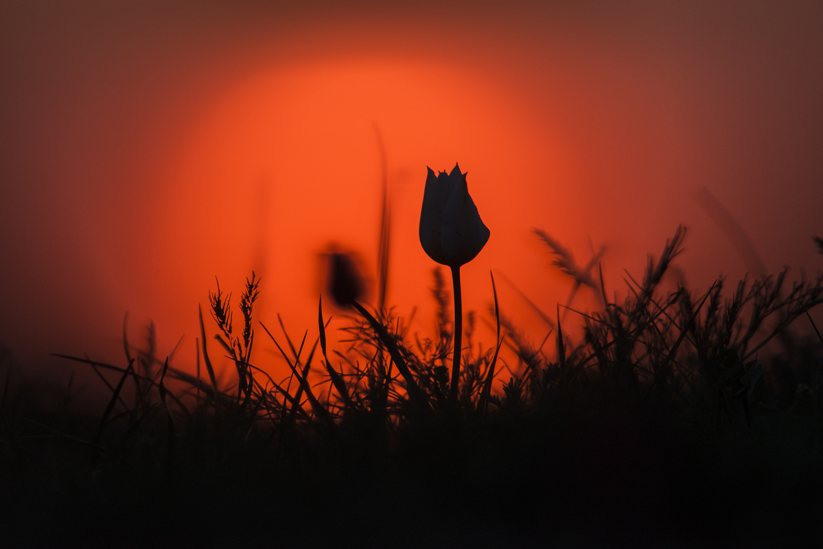 "Steppe Tulip" (Morgen-3)