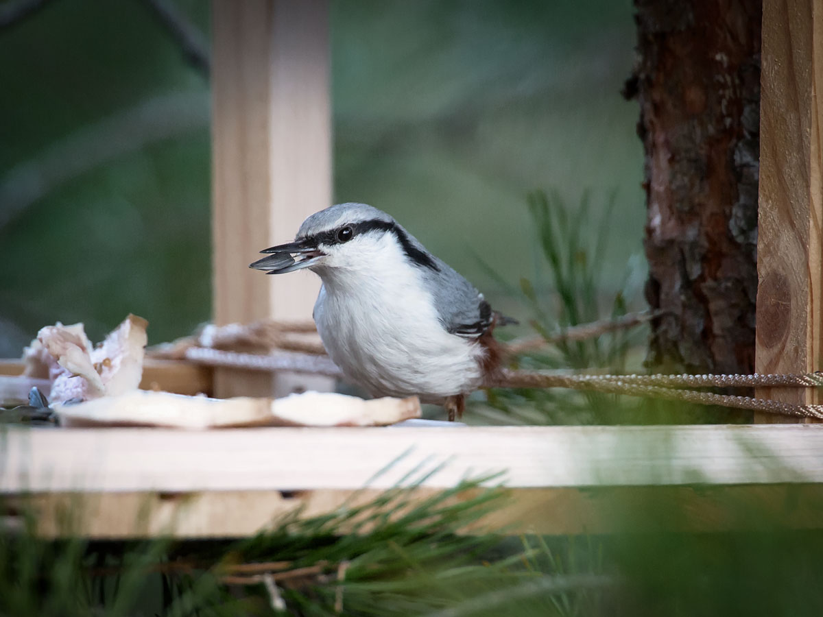 Amateur seed "Martin"