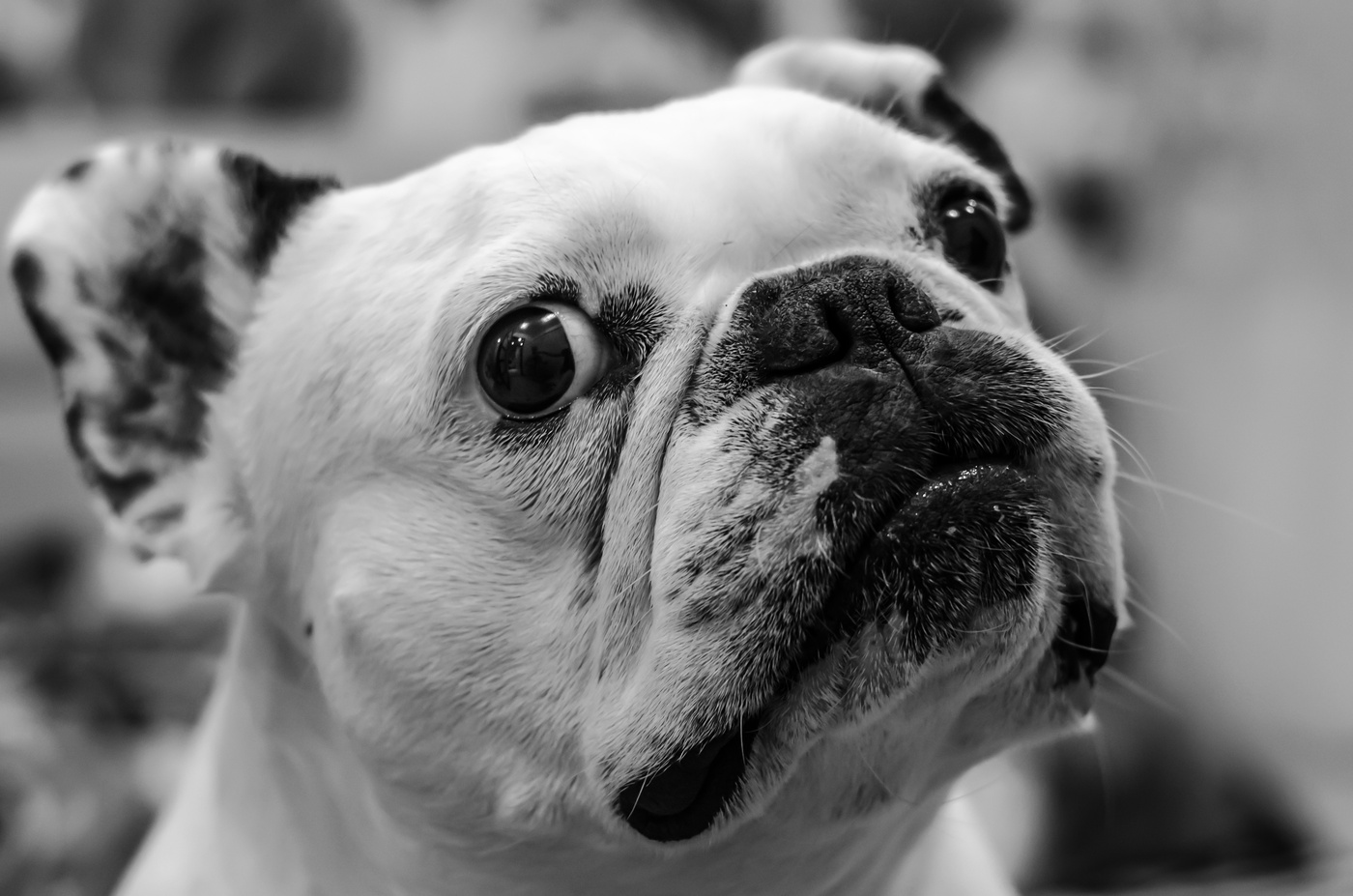 Französisch Meinung