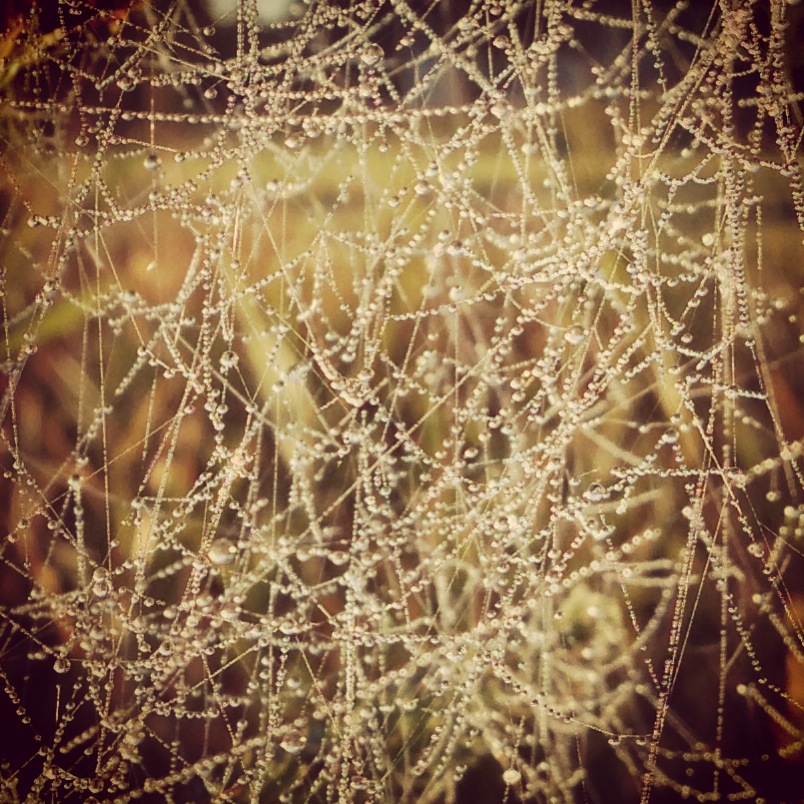 Web Herbst