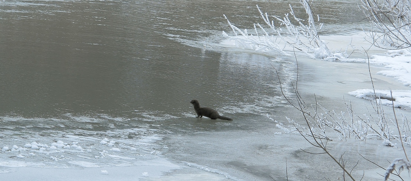 Treffen mit dem Wald Schönheit
