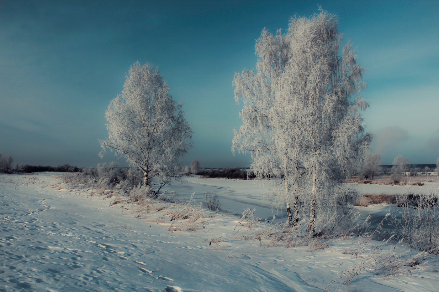 "White Birch in der frostigen türkis"