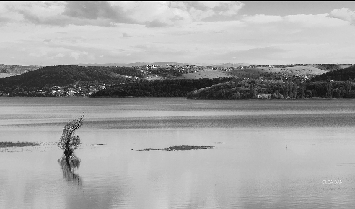 Über einsamen Reiher