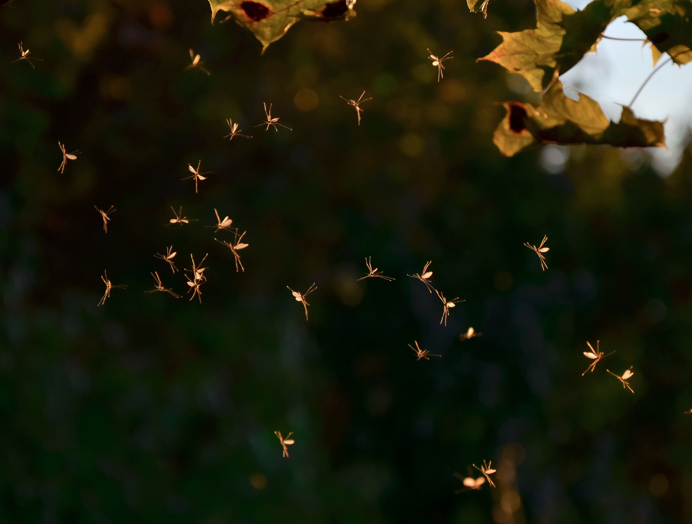 Der letzte Tanz der Mücken