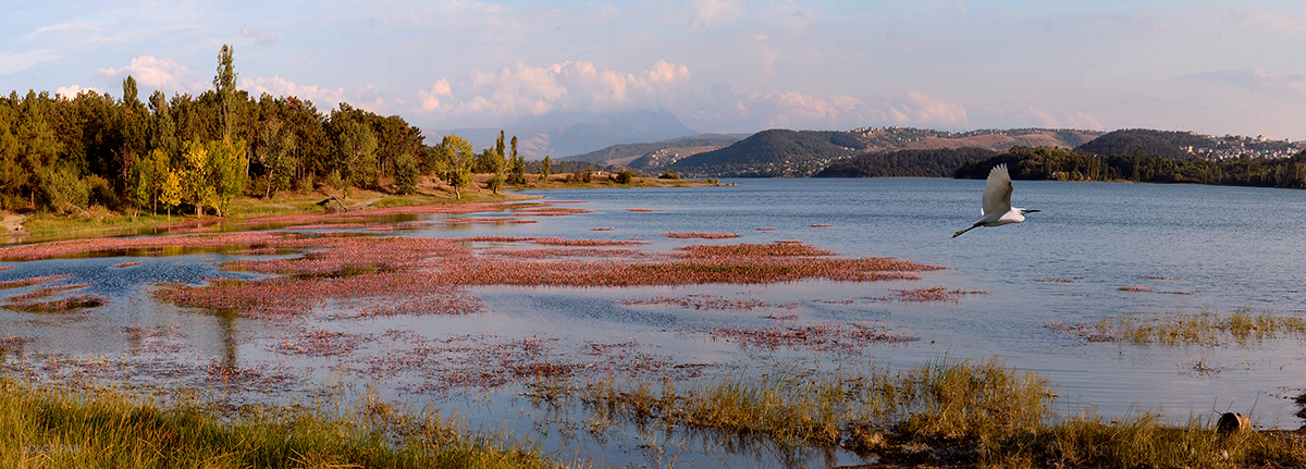 Über ein Reiher fliegen weg ...