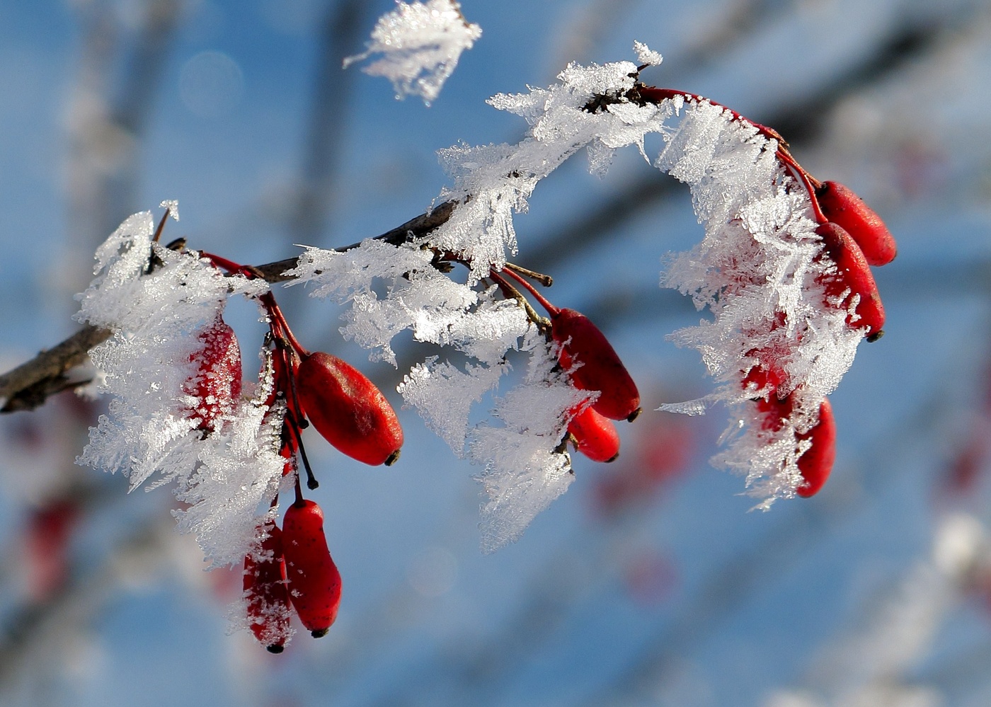 Barbariska im Rauhreif