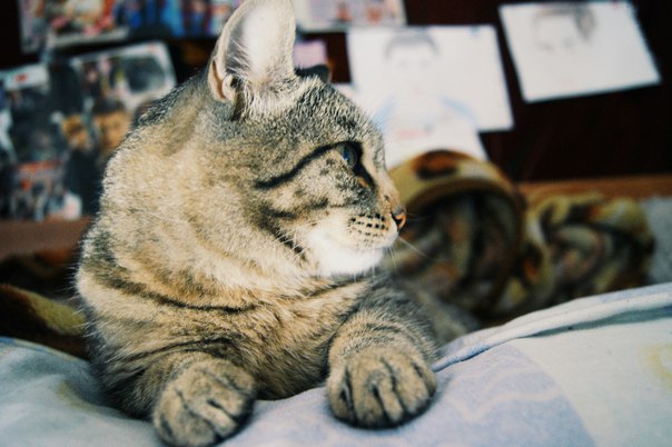 Er denkt, er ist - der König, aber wirklich nur eine Katze.