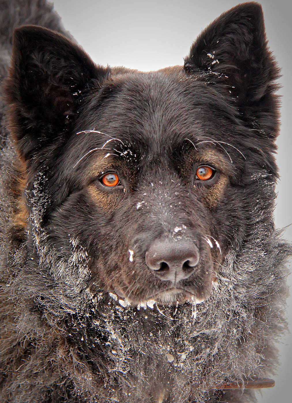 Winter-Hund