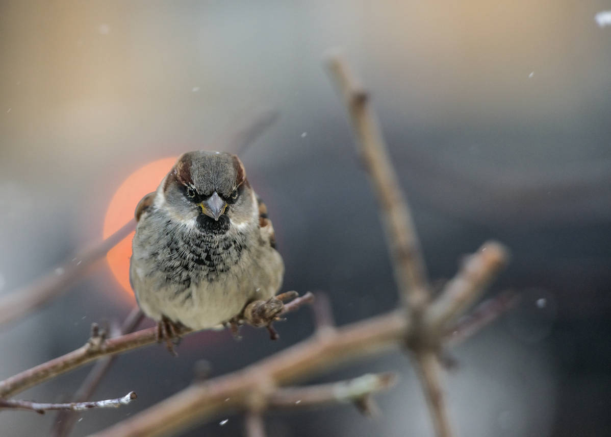 "Nun, das ist Schnee stürzte!"
