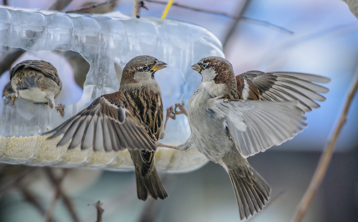 "VALLE umgesiedelt! Was Ihre CHO-was?"