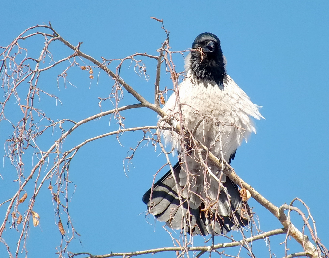 Crow Montserrat Caballé