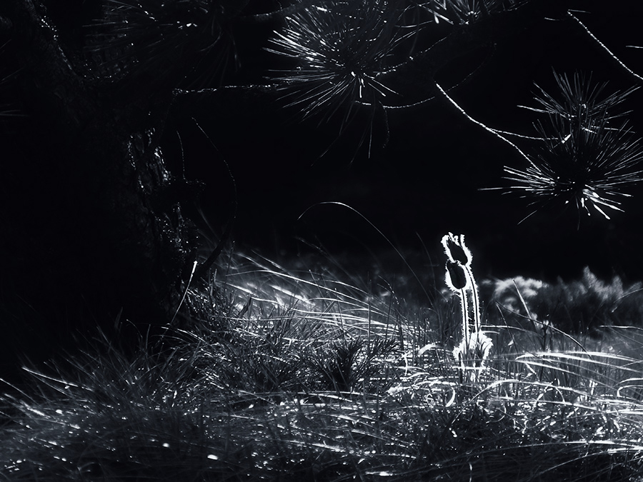 Do not Worry, ich bin mit dir