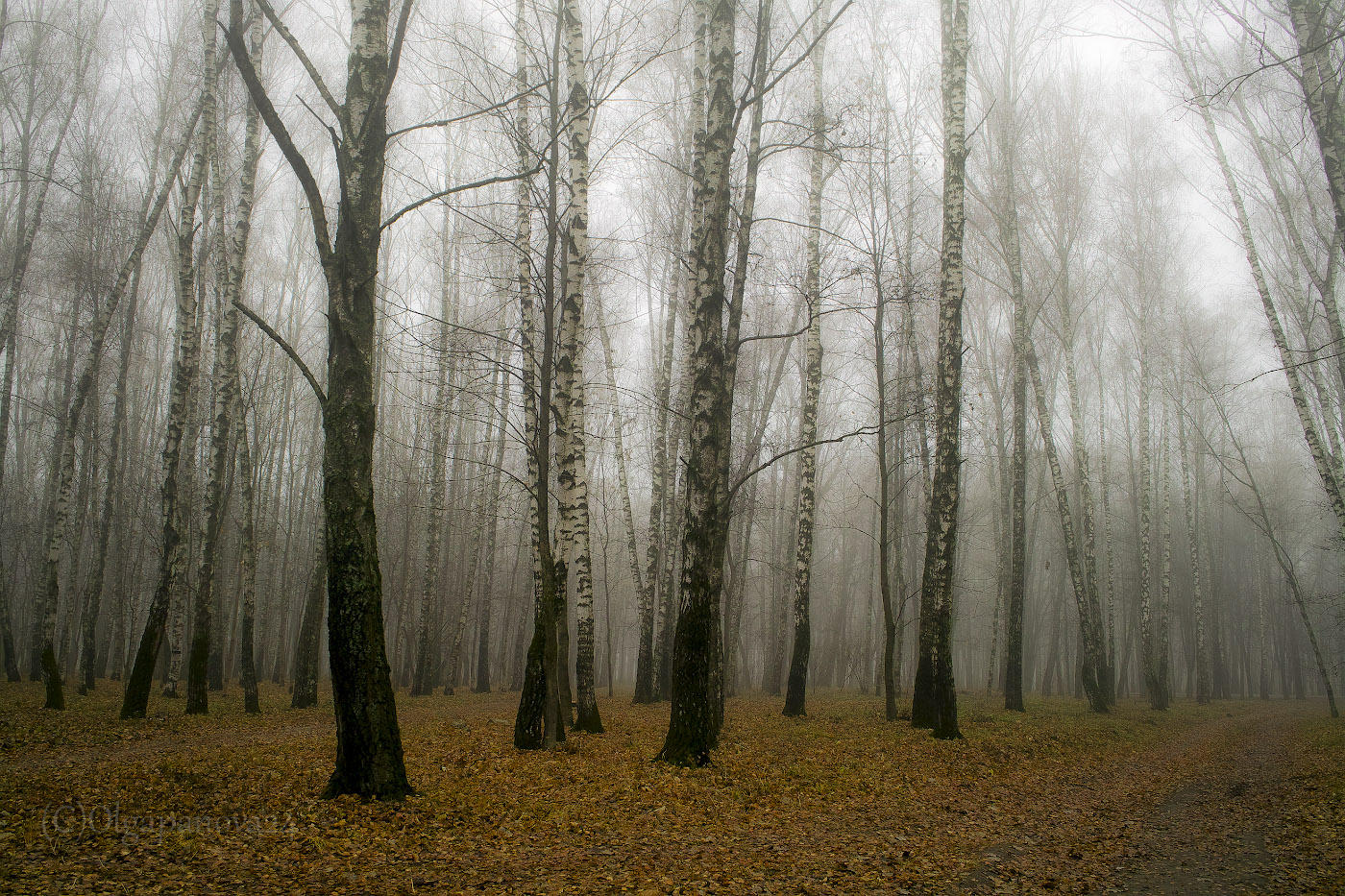 Foggy Morning .... (im Park)