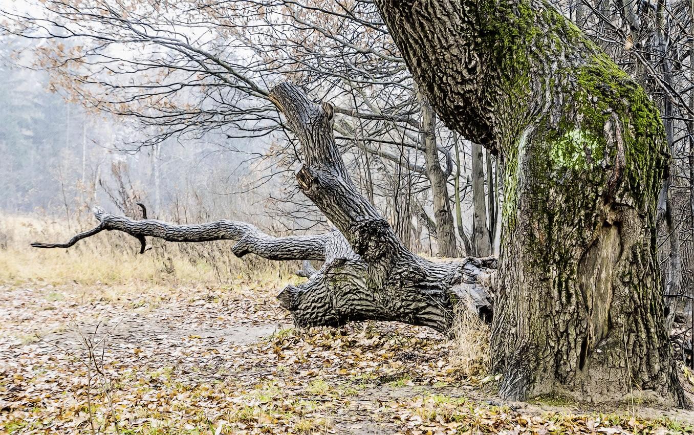 Es war einst die alte Eiche ...