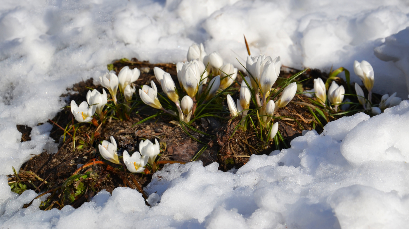 Der Frühling ist da....
