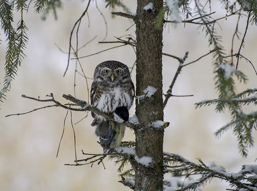 Malets Herzen der Eiche.