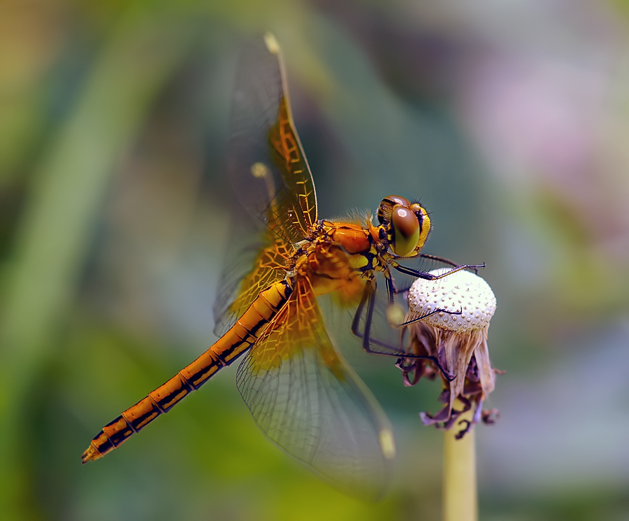 Sie sang den ganzen Sommer ...