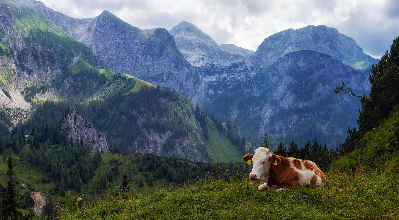Mit Marienkäfer PCB :)