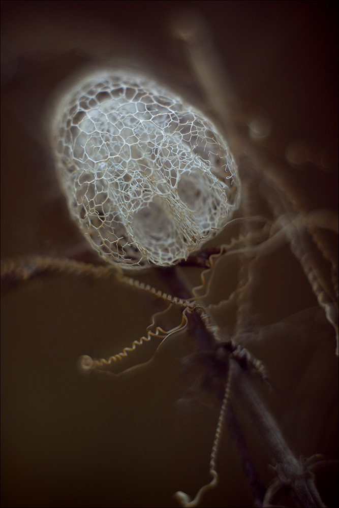 Wie kann man wunderschön im Frühjahr blühte.