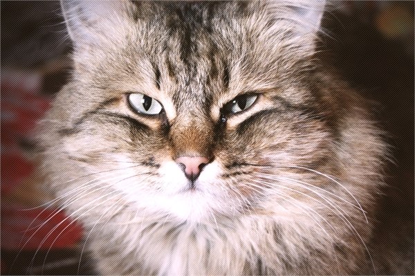 Vasily arrogante Katze