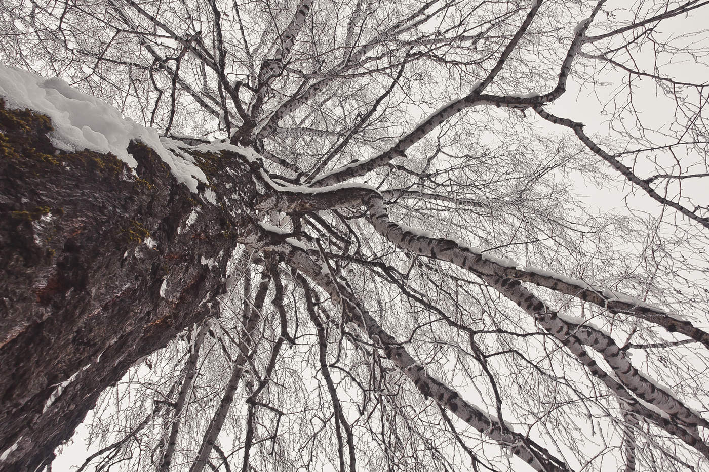 alle der oben in den Himmel