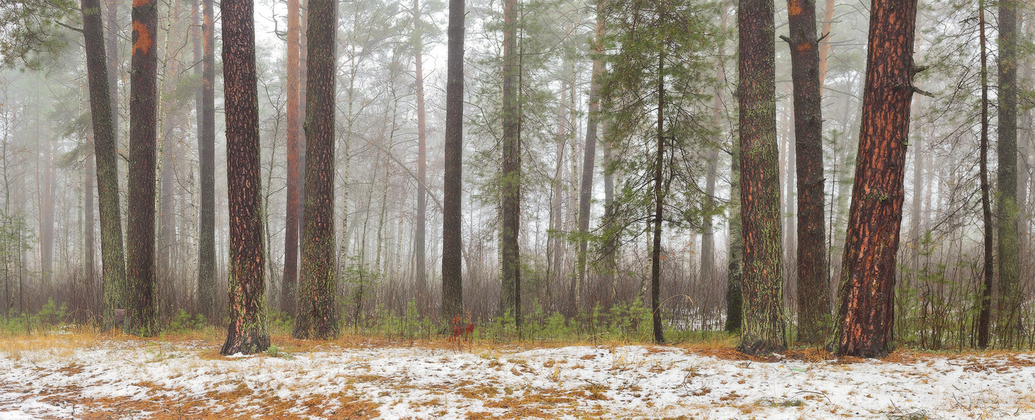 Am Rand der Feuchtwäldern