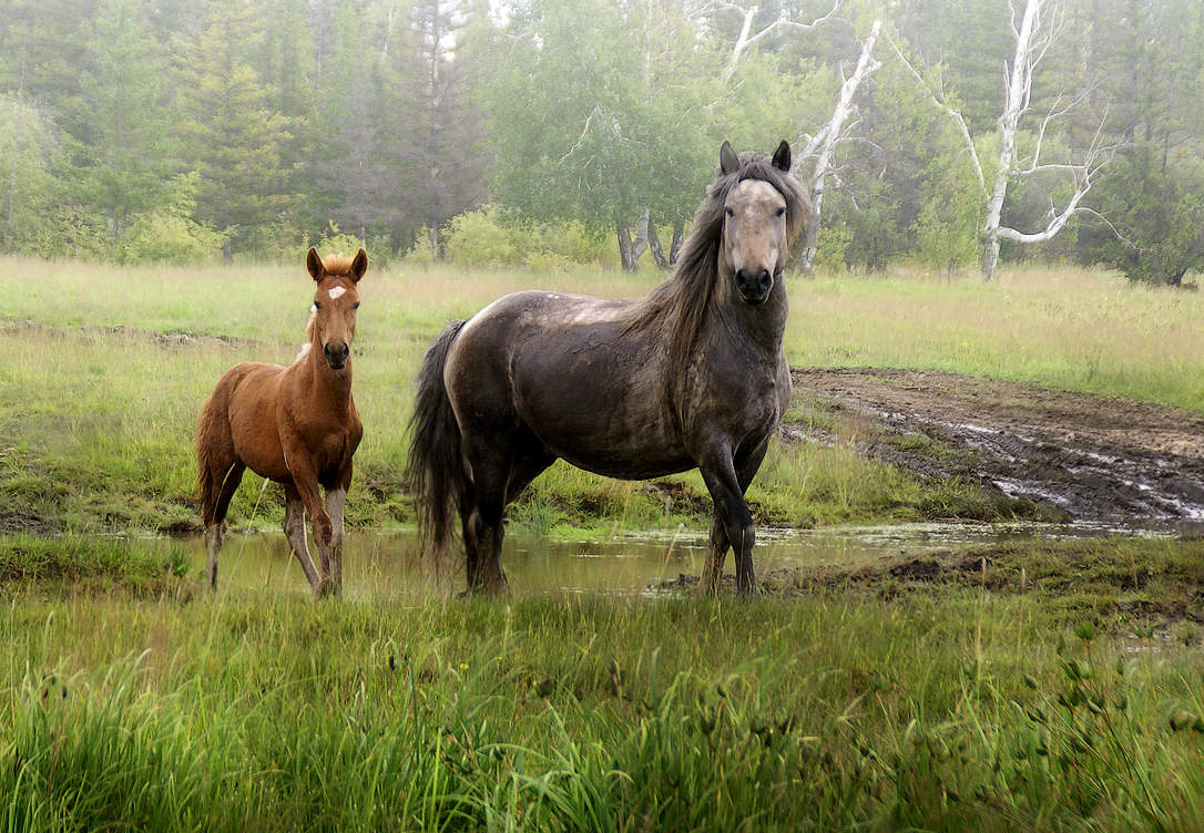 Treffen auf Waldweg ...