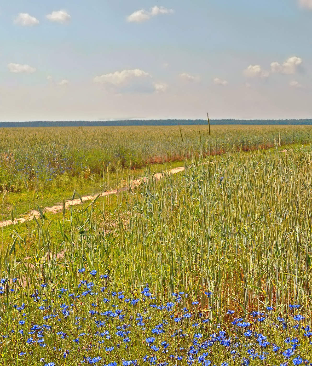 Einheimische Freiflächen