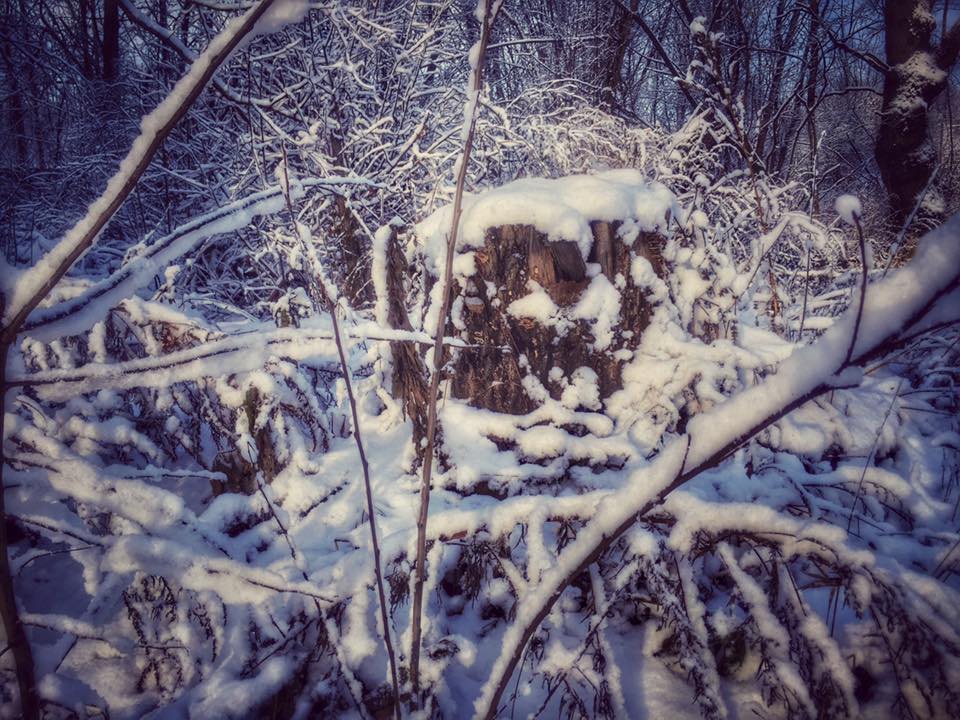 Winterbaumstumpf