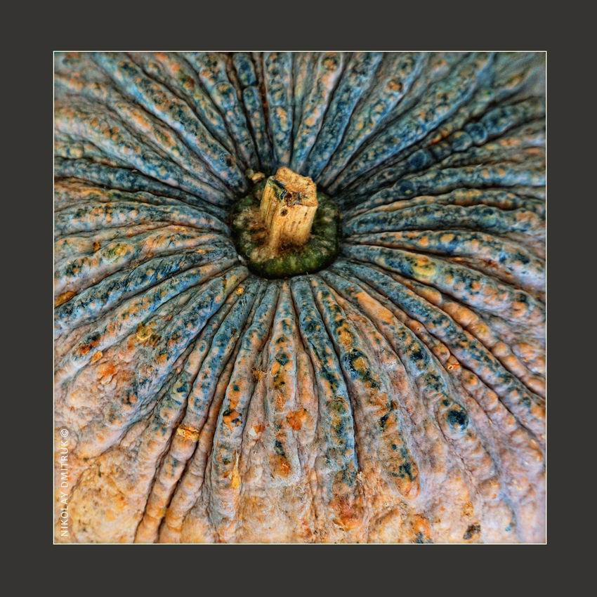 Kürbis. Insel Koh Lanta. 2015