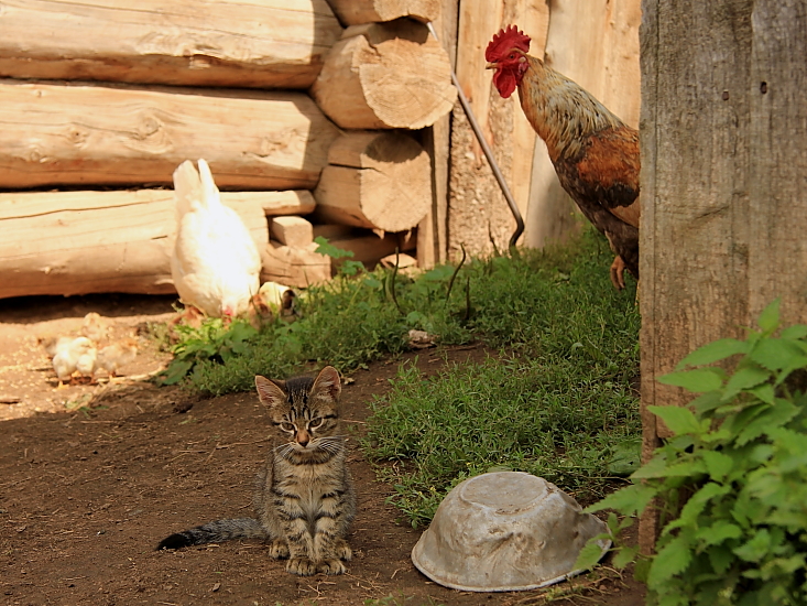 Unter der strengen Auge des Lehrers