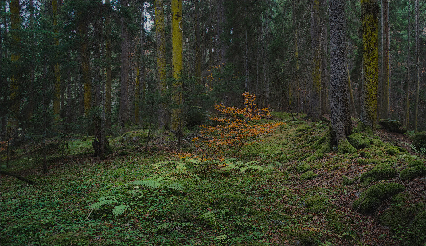 In der Wildnis des Waldes