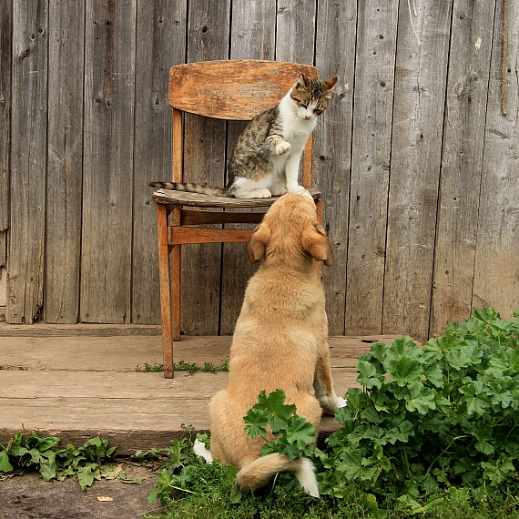 Gewidmet, um Ihnen ein Ritter aus alten Stühlen