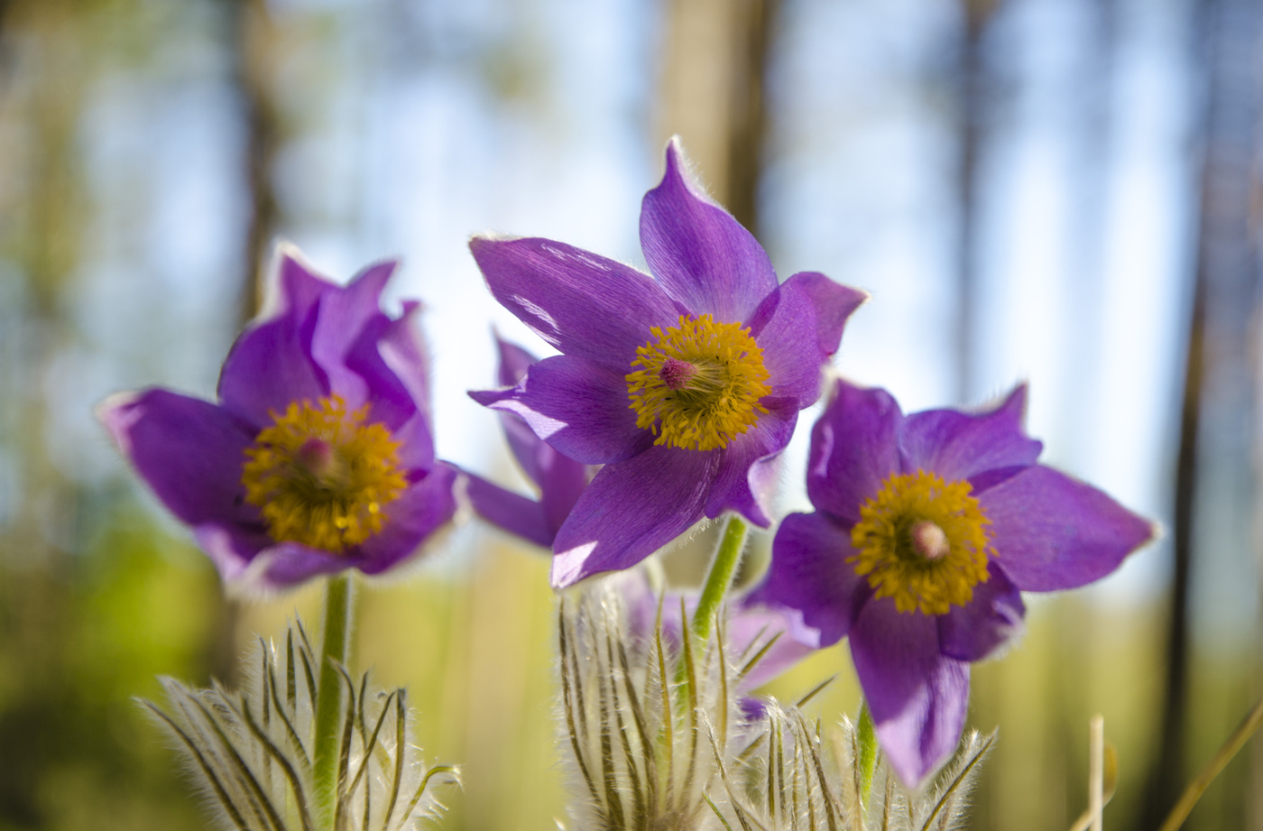 Ob Traum oder dem Rasen