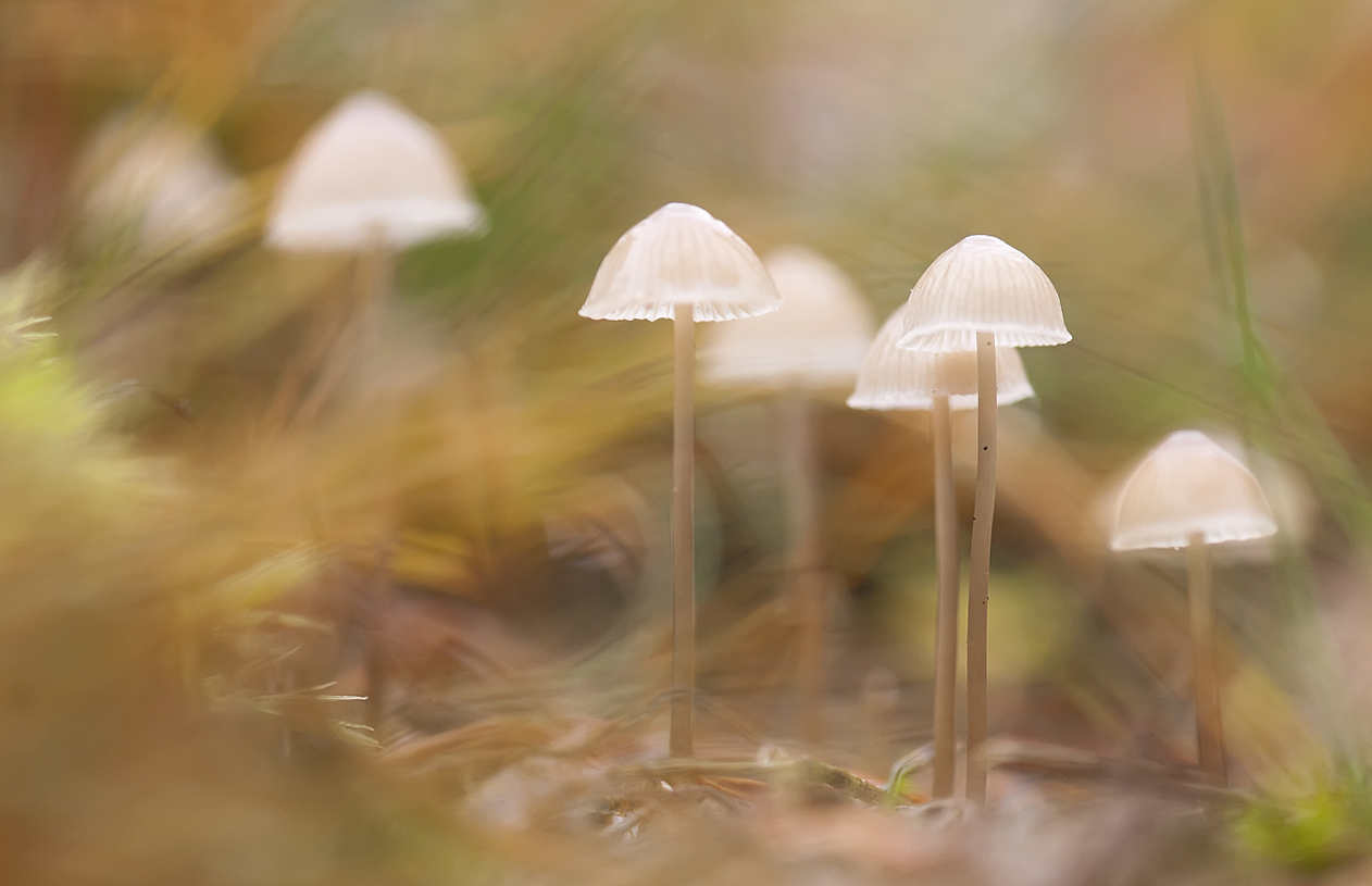 Faszinierende November